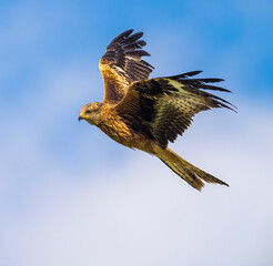 Red Kite in Flight. Witness the awe-inspiring flight of the Red Kite, a once-endangered bird that...