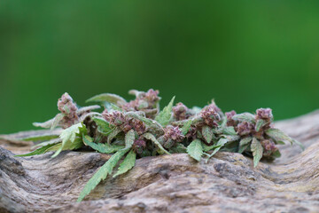 flowering cannabis plant on wood