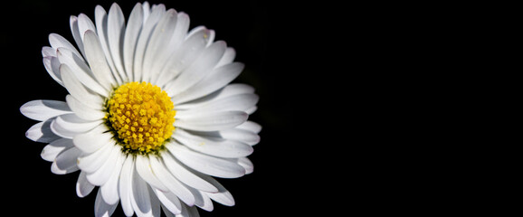 close up in macro shot of a daisy flower with its pistils, petals and pollen in the dark on a wie black background - obrazy, fototapety, plakaty