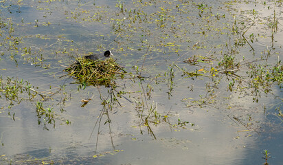 foulque sur son nid