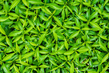 green leaves background