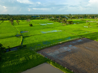 aerial shots, drone photography, aerial shots of rice fields in evening light, drone shots of rice fields, high angles of rural areas. A bird's-eye view of rice fields.