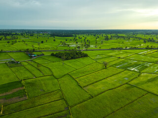Obraz premium aerial shots, drone photography, aerial shots of rice fields in evening light, drone shots of rice fields, high angles of rural areas. A bird's-eye view of rice fields.