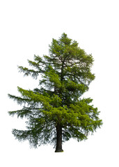 Isolated larch - The Larch is a genus of conifers belonging to the Pinaceae family.