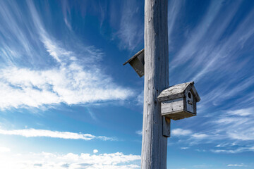 Bird houses mounted to a wooden telephone pole under a deep blue sky in Rocky View Count Alberta Canada.