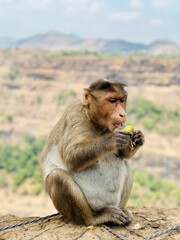 monkey having food 