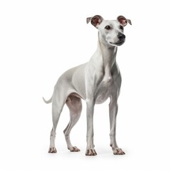 Dog on White Background generative AI