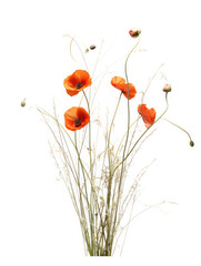 Red orange poppy flower, on a white background, single stem flower, ikebana, simple, minimal design, wedding, invitation cards