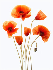 Red orange poppy flower, on a white background, single stem flower, ikebana, simple, minimal design, wedding, invitation cards