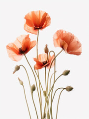 Naklejka premium Red orange poppy flower, on a white background, single stem flower, ikebana, simple, minimal design, wedding, invitation cards