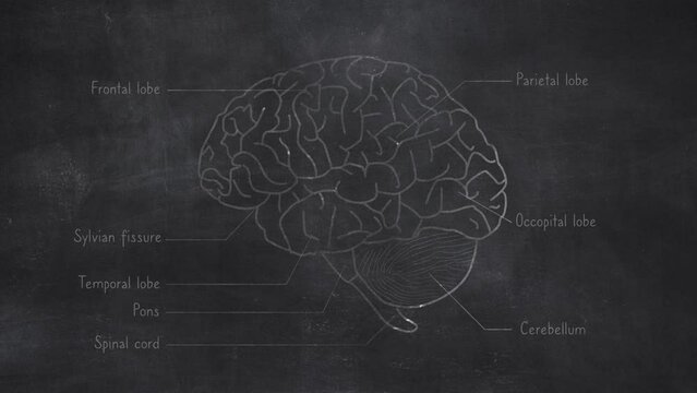 Human Brain Anatomy Hand Drawn on Chalkboard