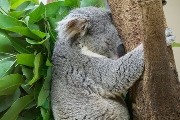 木にしがみついて寝るコアラ