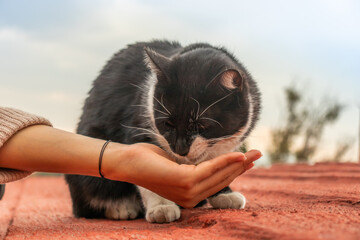 Woman feeding adorable homeless cat