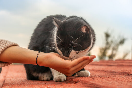 Woman feeding adorable homeless cat