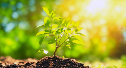 Small tree growing with sunshine in garden. eco concept - obrazy, fototapety, plakaty