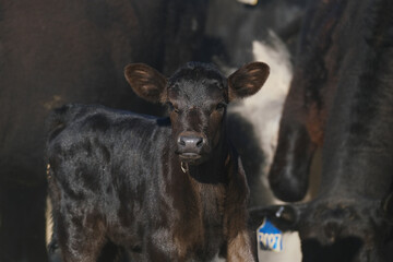 Black herd of cattle on New Mexico ranch for agriculture, shows angus calf closeup with cows in...