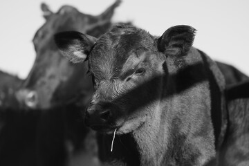 Black angus calf with cattle on ranch in black and white for agriculture.