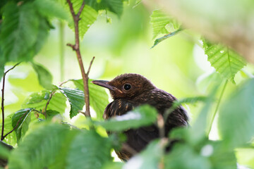 junge Amsel