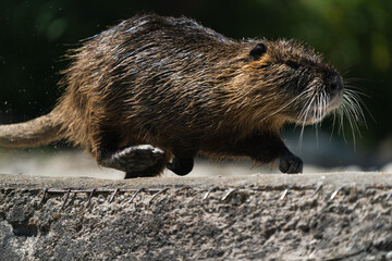 Nutria