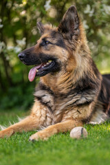 Lying German shepherd dog with longer fur.