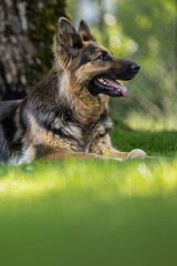 Lying German shepherd dog with longer fur.