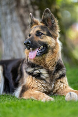 Lying German shepherd dog with longer fur.