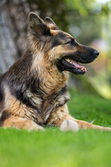 Lying German shepherd dog with longer fur.