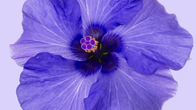 Timelapse of violet hibiscus flower blooming on pink background. Holiday, love, birthday design backdrop.
