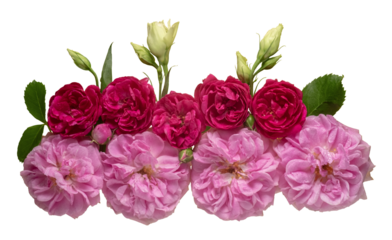 floral layout of pink and red roses  on a transparent background. Top view. Beautiful flower arrangement for holiday and wedding projects.
