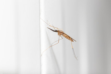 Closeup lateral view Anopheles spp. Mosquito (malaria vector) from Southeast Asia