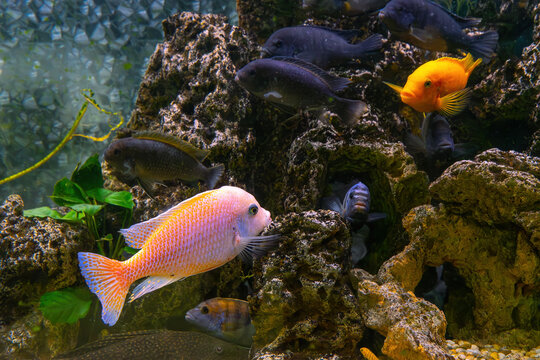 Pseudotropheus zebra, red african cichlid mbuna swimming in aquarium water wtih decor. Famous fresh water fish for aquarium hobby. Aquatic organism, underwater life, aquarium pet