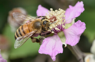 Bee on blackberry flower close-up