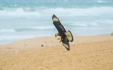 Bird of prey landing on the beach with open wing and sharp claws. Caracara plancus