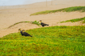 Birds looking for food on a polluted beach. Caracara plancus