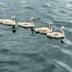 little swans on the lake
