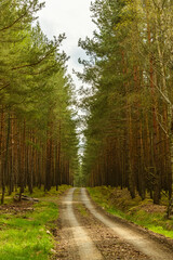dirt road in a pine forest
