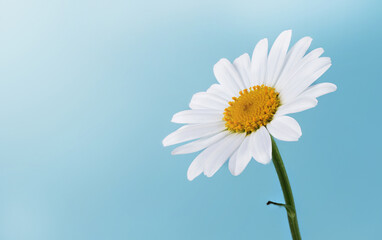 Chamomile flower on blue background. Chamomile, daisy flower on blue with copy space. Chamomile flower wallpaper.
