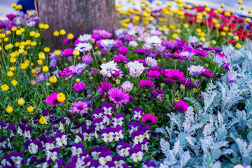 Gerbera (African daisy) Commonly known as the African daisy or Barberton daisy. Gerbera flowers are native to South Africa and are popular for their bright and vibrant colours.