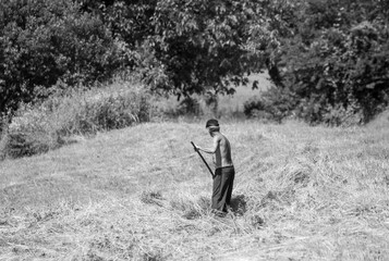 A peasant man gathering hay on the field