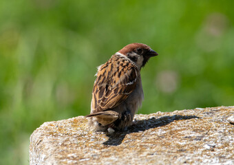 A Passer montanus bird while pooping