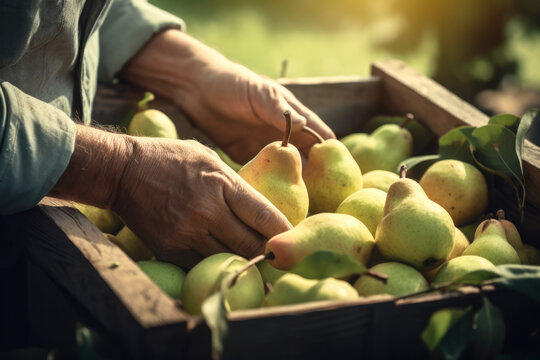 Generative AI illustration of crop unrecognizable farmer collecting harvest of pears into wooden box