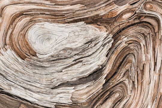 Coastal Driftwood