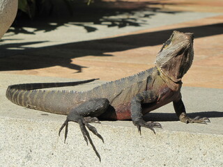 Australian water dragon (Intellagama lesueurii) in the sunlight in the Chinese Garden of Friendship in Sydney, Australia