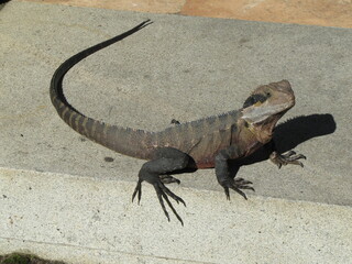 Australian water dragon (Intellagama lesueurii) chilling in the Chinese Garden of Friendship in Sydney, Australia