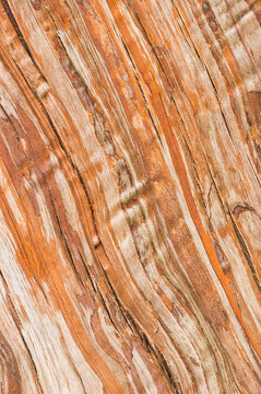 Close up of Japanese Plume Cedar bark