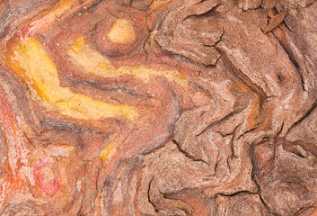 Close up of Madrona bark