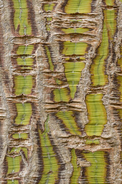 Striped Bark Maple Bark