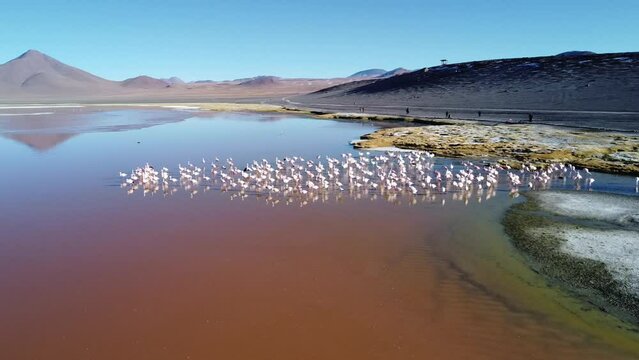pink flamingos feeding in a red lagoon in the highlands in bolivia