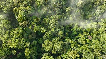 Tropical forests can absorb large amounts of carbon dioxide from the atmosphere. - 615513912
