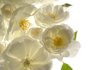 Fresh Wild White Roses on White Background